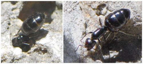 Camponotus lateralis